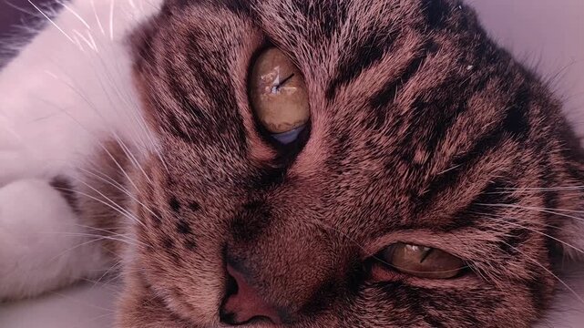 Extreme close up of a domestic tabby cat eye blinking, detailed feline face, pet portrait, natural daylight, selective focus.