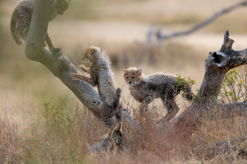 Cheetah cubs climbing around a dead tree © Jurgens