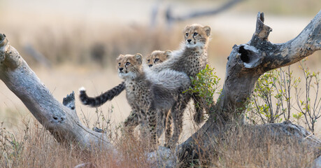 Cheetah cubs climbing around a dead tree © Jurgens