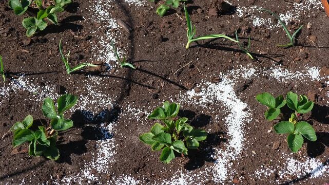 White fertilizer mineral granules scattered around young green strawberry seedlings. Rich topsoil, sunny outdoor. Soil infused fertilizers supports plant development. Garden area, fertilized plants