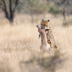 A cheetah suffocating an impala © Jurgens