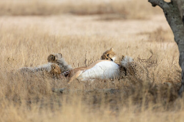 Cheetah cubs feeding on an impala carcass © Jurgens