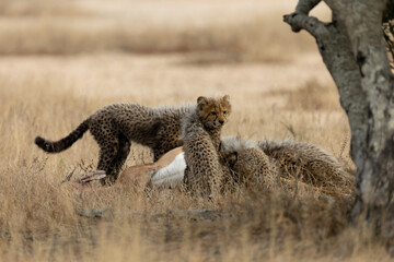 Cheetah cubs feeding on an impala carcass © Jurgens