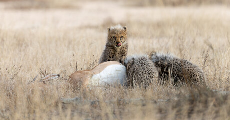 Cheetah cubs feeding on an impala carcass © Jurgens