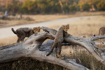 Cheetah cubs on top of a fallen dead tree © Jurgens