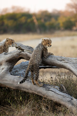 Cheetah cubs on top of a fallen dead tree © Jurgens