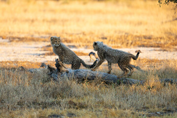 Playful cheetah cubs in golden light © Jurgens