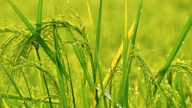 Close up shot of green rice ears covered with fresh morning dew drops swaying gently