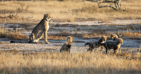 Playful cheetah cubs in golden light © Jurgens