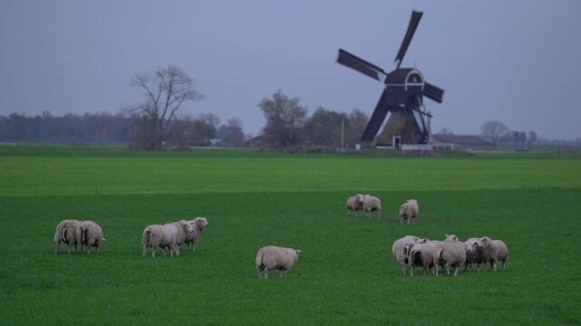 Flock of Sheep Grazing Near Traditional Dutch Windmill

Flock of sheep grazing in a green pasture with a traditional wooden Dutch windmill in the background under an overcast sky in the Netherlands.