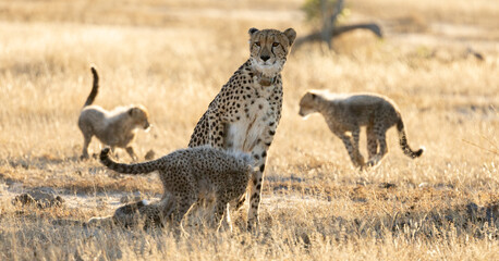 A cheetah mother with her cubs © Jurgens