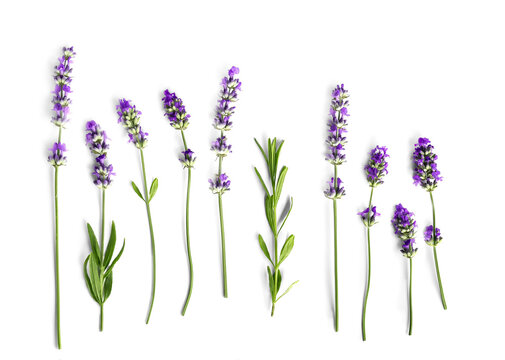 Lavender stems set isolated on a transparent background