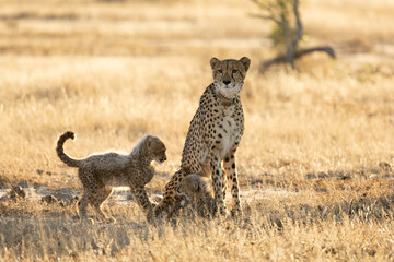 A cheetah mother with her cubs © Jurgens