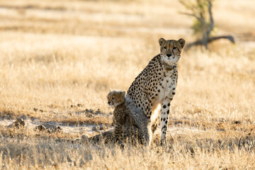 A cheetah mother with her cubs © Jurgens