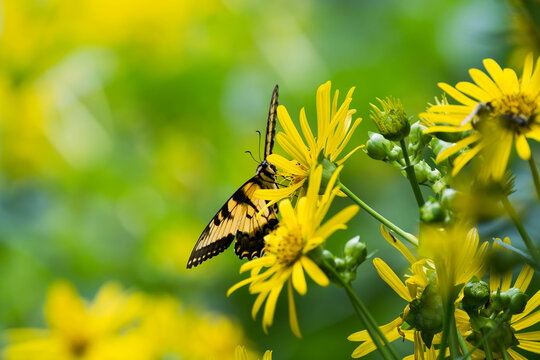 Tiger sallowtail on yellow wildflowers 