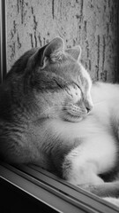 cat on the wall © Евгения Мироненко