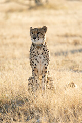 A portrait of a cheetah © Jurgens