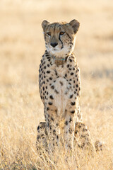 A portrait of a cheetah © Jurgens