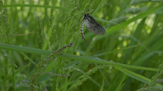 Mayfly in grass