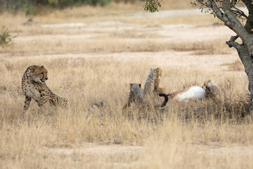 A cheetah family feasting on an impala carcass © Jurgens