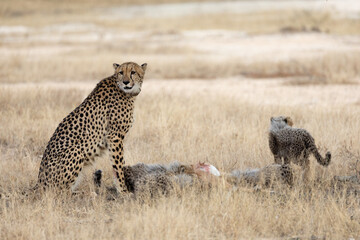A cheetah family feasting on an impala carcass © Jurgens