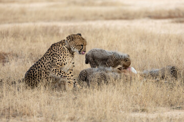 A cheetah family feasting on an impala carcass © Jurgens
