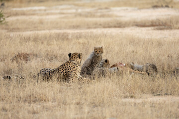 A cheetah family feasting on an impala carcass © Jurgens