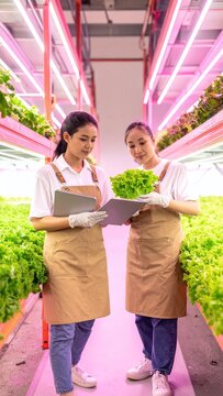 Two female agricultural researchers analyze organic lettuce growth in a hightech indoor vertical farm, using tablets and data to ensure sustainable, efficient future food production and innovation.