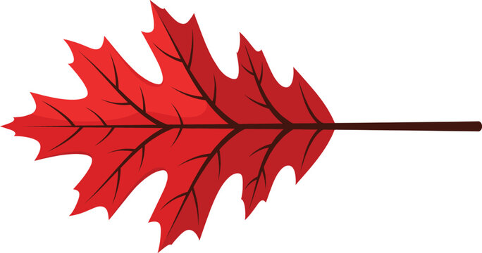 Red oak leaf vector illustration featuring lobed edges and dark veins on a white background
