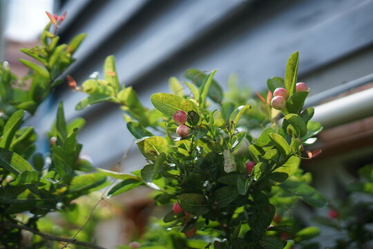 Fresh Karonda fruits on a leafy bush growing in a sunny tropical garden