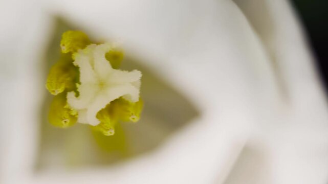 close up of a flower white vanilla. Vanilla orchid flower close up.  Vanilla plant displaying delicate blossoming flowers near ripe vanilla pods, positioned