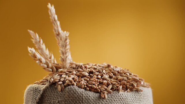 wheat in a sack. grains of wheat or rye in bag with bunch of dry ears isolated on golden background