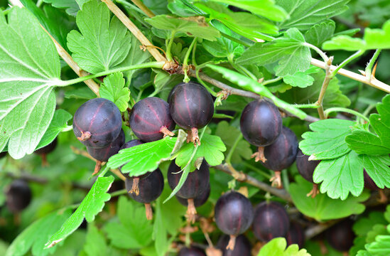 Dark Purple Gooseberries Growing on Bush in Garden Ribes uva-crispa