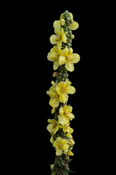 Vibrant yellow mullein flower stalk isolated on pure black background