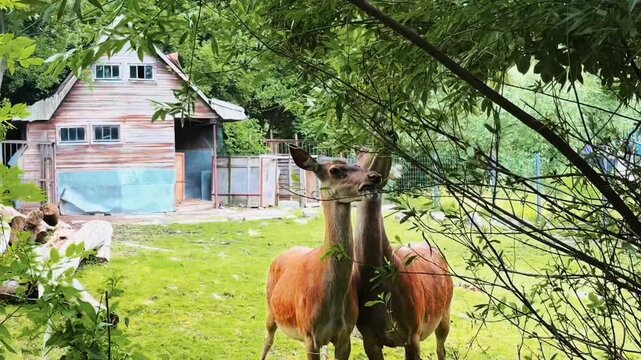 deers feeding on fresh green leaves from a tree in a zoo 