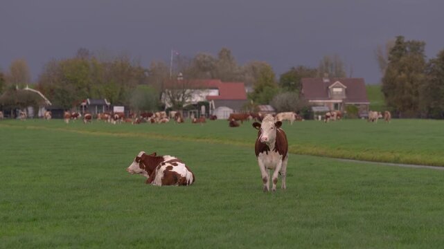 Red and white Fleckvieh cattle grazing on a green pasture near traditional farmhouses under a dark, overcast sky in the Dutch countryside.