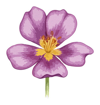 Artistic purple rockrose flower illustration with textured petals and yellow stamen detail
