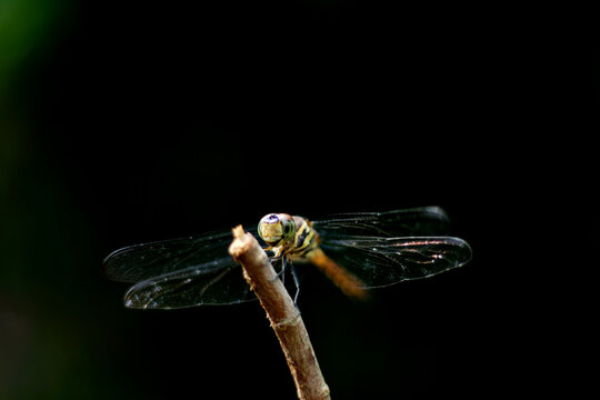 
A close-up macro shot of a transparent-winged dragonfly perched on a dry twig, set against a dark, blurred background.