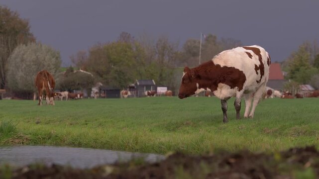 Red and white Fleckvieh cattle grazing on a green pasture near traditional farmhouses under a dark, overcast sky in the Dutch countryside.