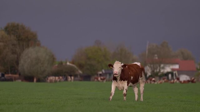 Red and white Fleckvieh cattle grazing on a green pasture near traditional farmhouses under a dark, overcast sky in the Dutch countryside.