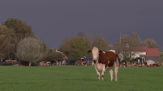 Red and white Fleckvieh cattle grazing on a green pasture near traditional farmhouses under a dark, overcast sky in the Dutch countryside.