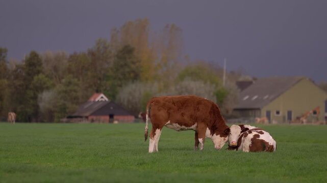 Red and white Fleckvieh cattle grazing on a green pasture near traditional farmhouses under a dark, overcast sky in the Dutch countryside.
