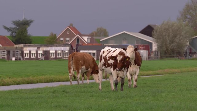 Red and white Fleckvieh cattle grazing on a green pasture near traditional farmhouses under a dark, overcast sky in the Dutch countryside.