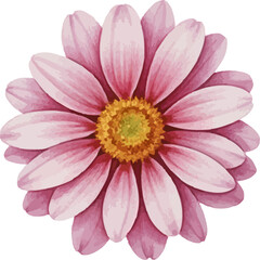Obraz premium Beautiful pink gerbera daisy flower blooming with vibrant petals and a golden yellow center