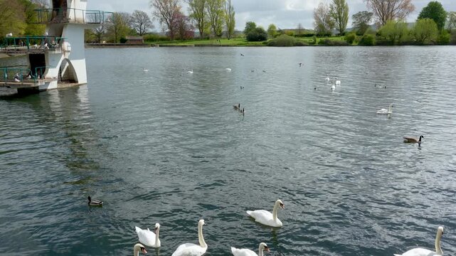 A group of elegant white swans and ducks glide across the calm water of a lake at Coate Water Park. Ideal for nature documentaries, wellness content, and environmental sustainability themes.