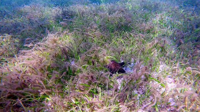 Overhead view, dolly forward snorkeling pov along the seafloor covered in seagrass to reveal a Panamic Cushion Star (Pentaceraster cumingi) in a magical underwater scene. Dauin, Philippines
