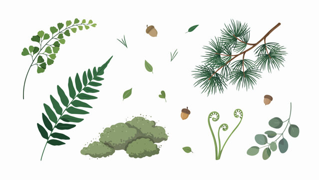 Set of forest plants and floral elements for natural design including moss fern branches pine needles acorns and leaves.