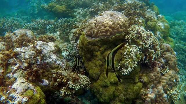Diving pov showing a pair of Longfin Batfish or Platax teira calmly hovering beside algae covered stony coral in a whimsical underwater scene. Dauin, Philippines