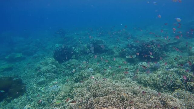 Dolly forward to thousands of diverse fish swimming and feeding on planktons in the hazy blue water over a dense coral reef in Dauin, Philippines