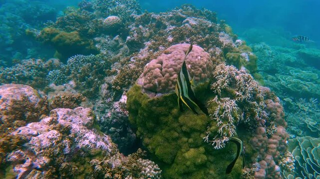 Pair of Longfin Batfish or Platax teira circling each other while howering among stony coral formation covered in green moss. Dauin, Negros Island Region, Philippines
